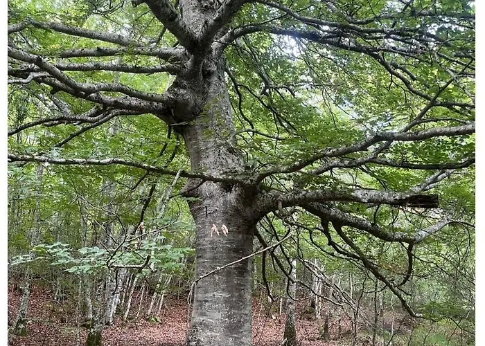 Διαμέρισμα Etxekone